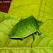 90 Loxa viridis (Shield Bug)
