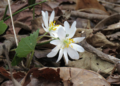 Bloodroot Flowers