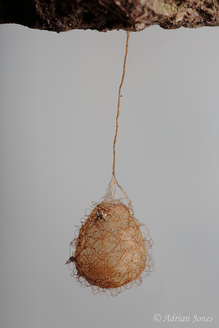 Ero sp, a spider egg sac.