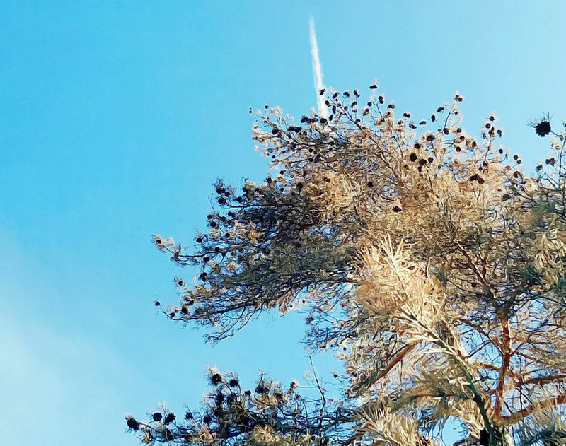 Dead pine