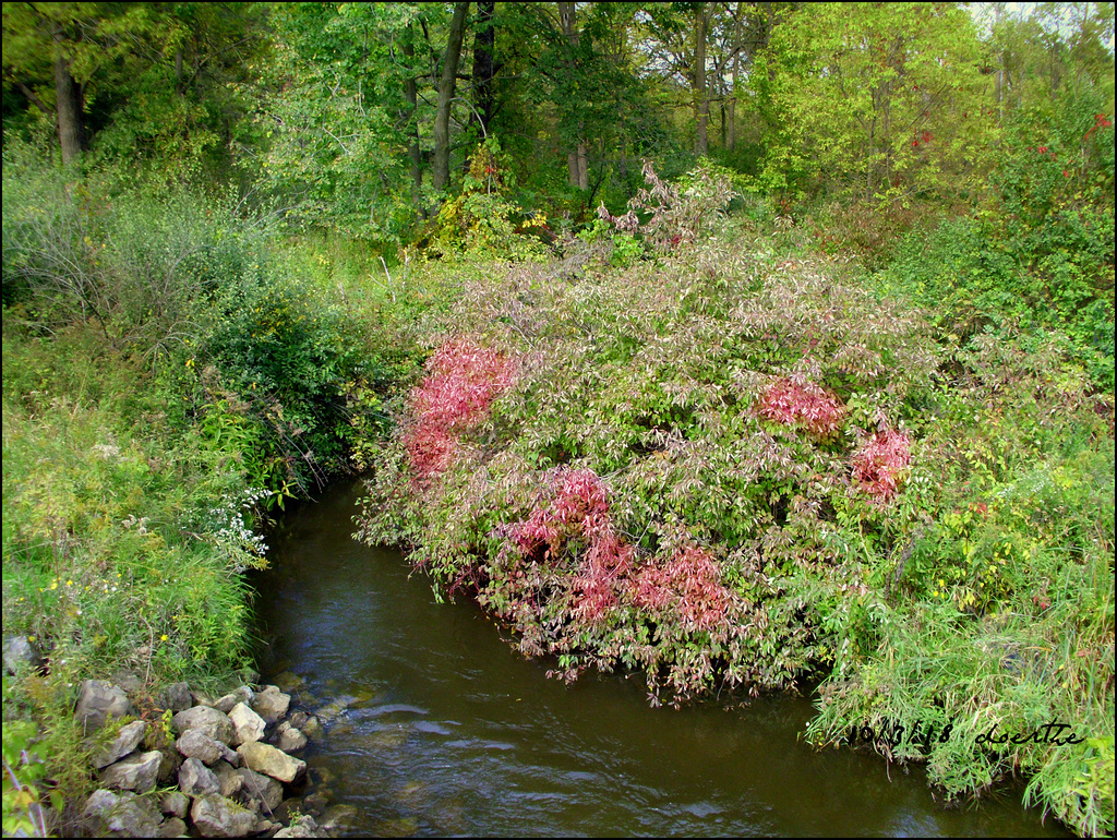 Stoney Creek on the north side of the park