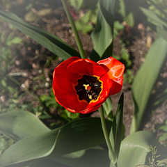 Blick in eine Tulpe