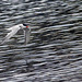 Arctic Tern with a Fish