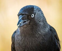 Jackdaw3