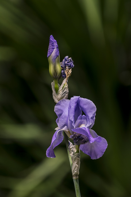 flor violeta