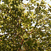 20190531-4343 Citrus aurantiifolia (Christm.) Swingle