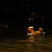 Mandarin Ducks