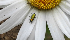 20200609 8277CPw [D~LIP] Glänzender Eckschildprachtkäfer (Anthaxia nitidukda) [m], Bad Salzufle