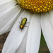 20200609 8277CPw [D~LIP] Glänzender Eckschildprachtkäfer (Anthaxia nitidukda) [m], Bad Salzufle