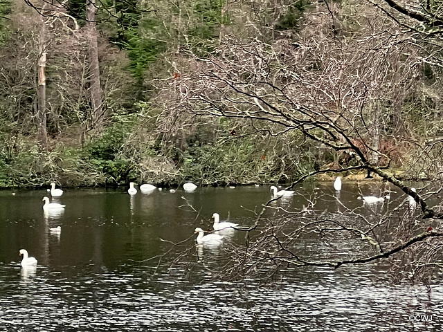 Swan colony on Loch Oire