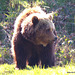 Zoo de Cerza  Parc animalier Normandie (ours brun)