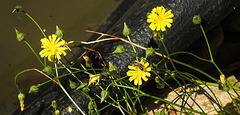 20230710 1711CPw [D~LIP] Kleinköpfiger Pippau (Crepis capillaris), Schmalbiene (Lasioglossum agg), Bad Salzuflen