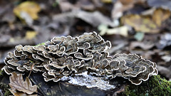 Polypore