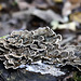 Polypore