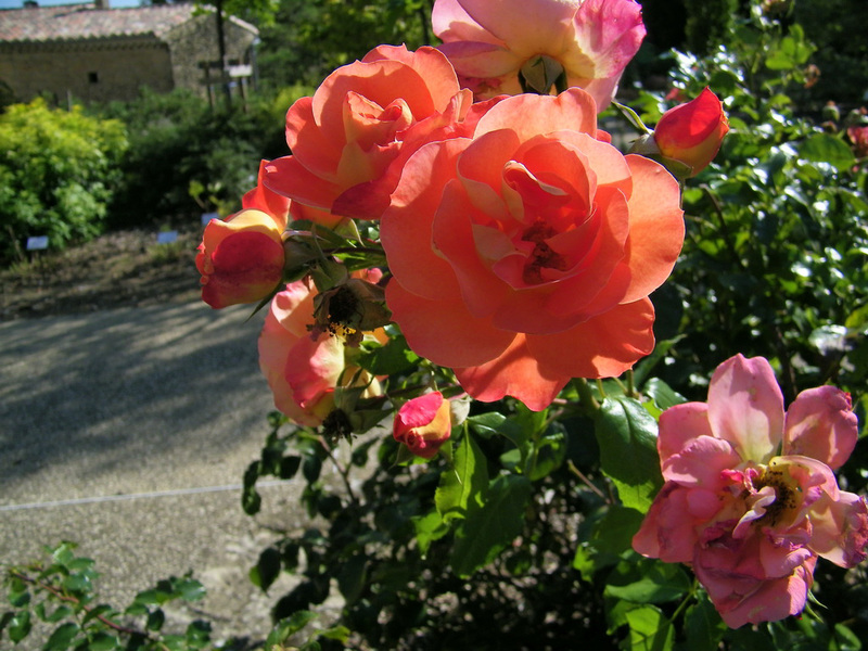 Des roses de l'été dernier