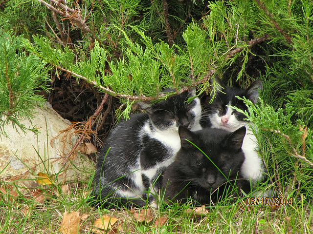 Two "penguins" huddling with Mom. Две "пингвинчета",сгушени при мама.