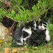 Two "penguins" huddling with Mom. Две "пингвинчета",сгушени при мама.