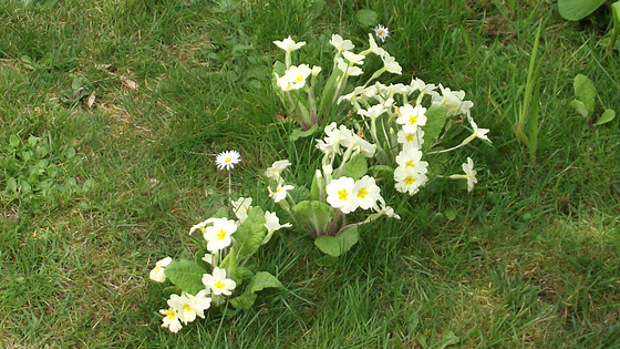 A gorgeous clump of primroses in the lawn