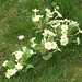 A gorgeous clump of primroses in the lawn