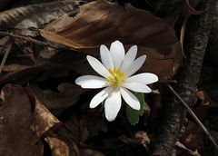 Bloodroot Flower