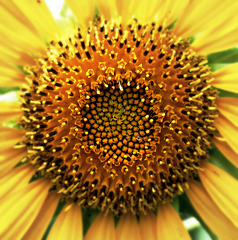 Sunflower Symmetry