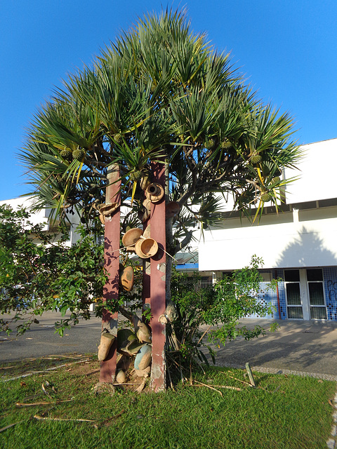 DSC06581 - escultura e pinhão-de-Madagascar Pandanus utilis, Pandanaceae
