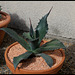 Agave salmiana v. ferox (1)