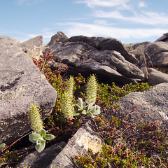 Catkins