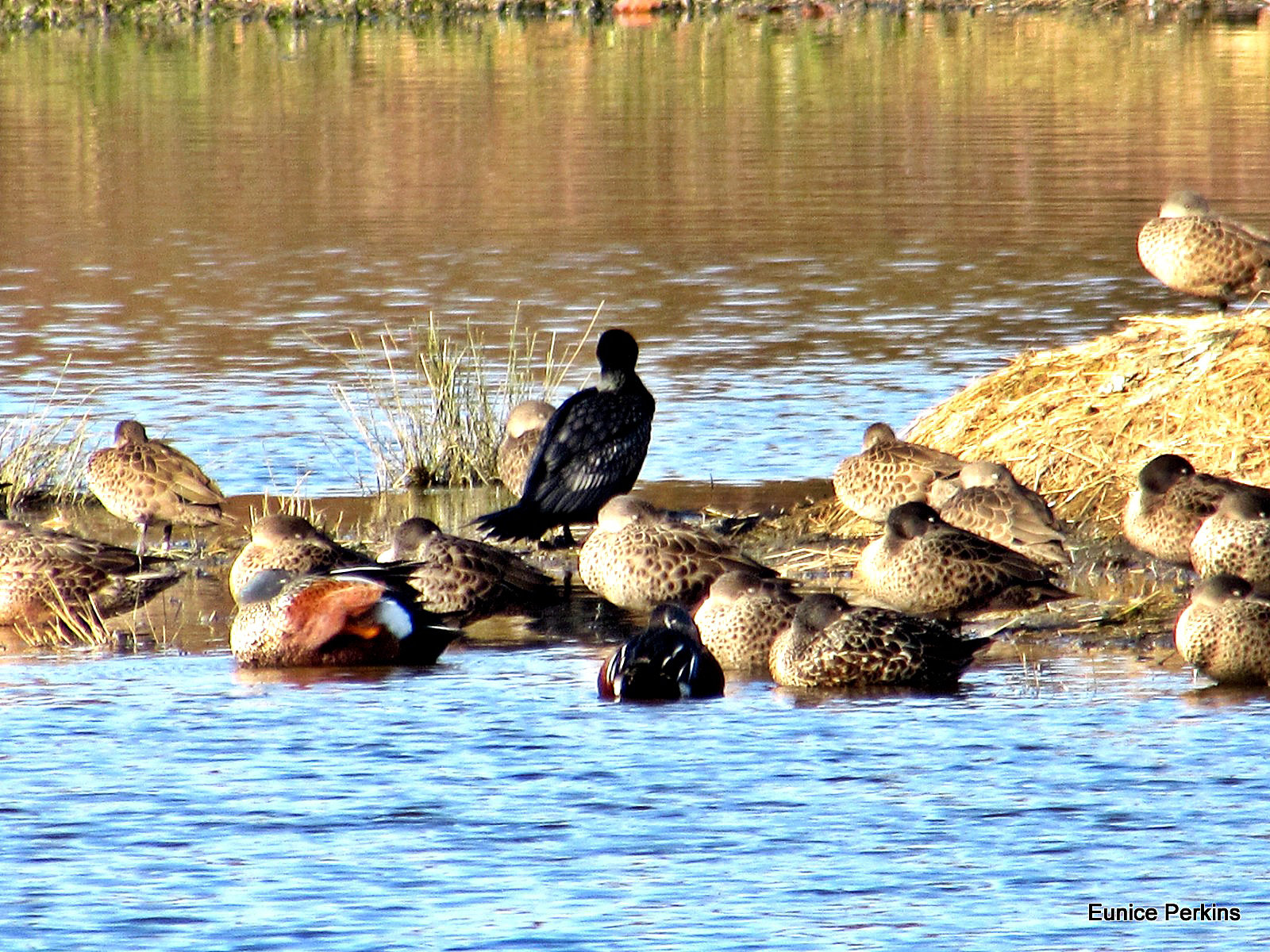 Lake Whakamaru Wild Fowl.