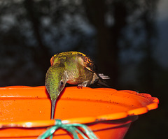 Hummingbird IMG_2827