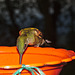 Hummingbird IMG_2827