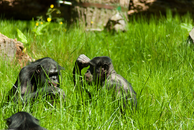 Zoo Leipzig