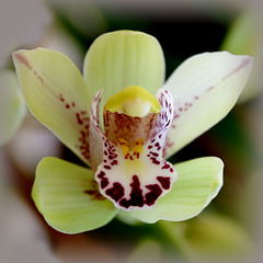 Orchidée