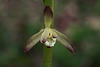 Aplectrum hyemale (Putty-root orchid)