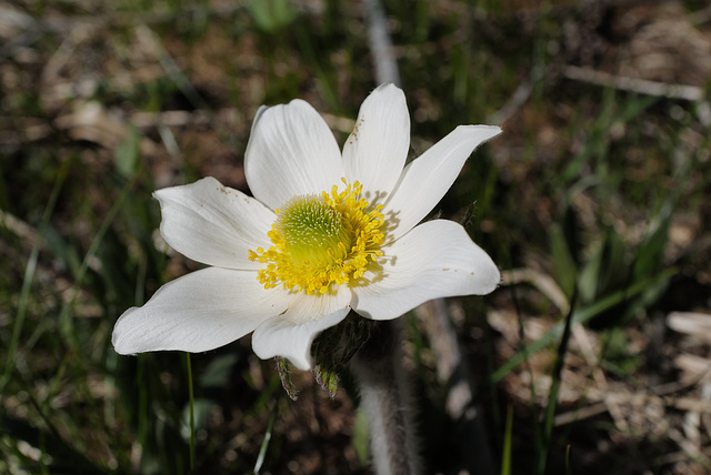 Pulsatilla alpina, Ranunculaceae, Alpes FR