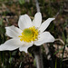 Pulsatilla alpina, Ranunculaceae, Alpes FR