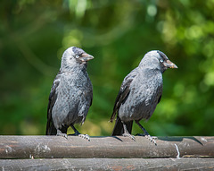 Jackdaws