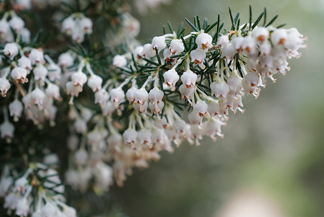 Erica arborea, Porquerolles