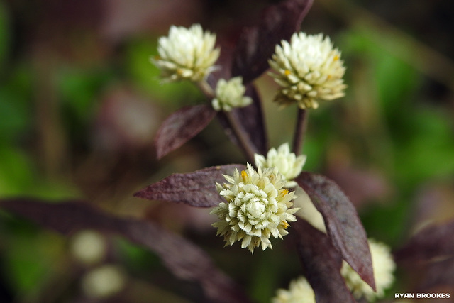 20191130-9513 Alternanthera brasiliana (L.) Kuntze