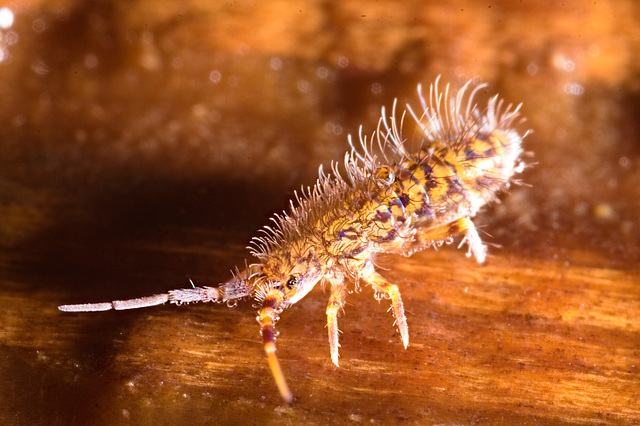 img 6684springtail 50795281453 o