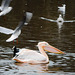 Pelican and other birds