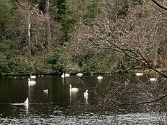 Swan colony on Loch Oire