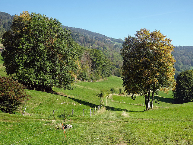 Der Herbst macht sich Bemerkbar bei Sainte-Croix im Waadtländer Jura