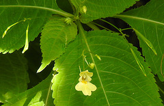 20230710 1713CPw [D~LIP] Kleinblütiges Springkraut (Impatiens parviflora), Bad Salzuflen