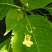 20230710 1713CPw [D~LIP] Kleinblütiges Springkraut (Impatiens parviflora), Bad Salzuflen
