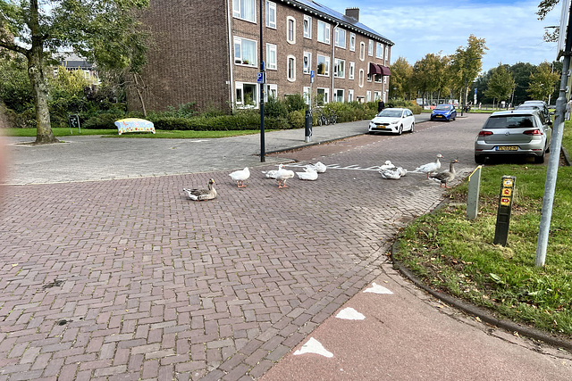 Geese blocking the road