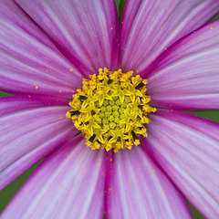 Cosmos