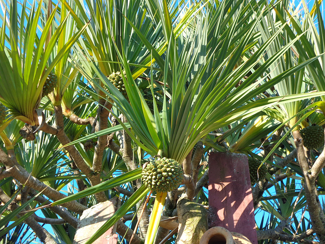 DSC06582 - pinhão-de-Madagascar Pandanus utilis, Pandanaceae