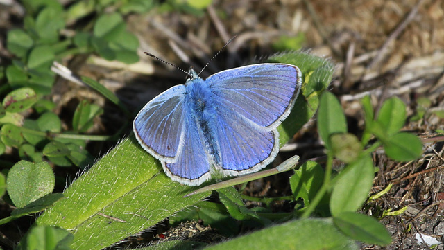 Dernier petit bleu