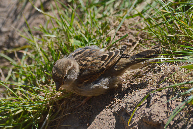 House Sparrow